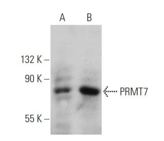PRMT7 Antibody (F-2) - Western Blotting - Image 359941 