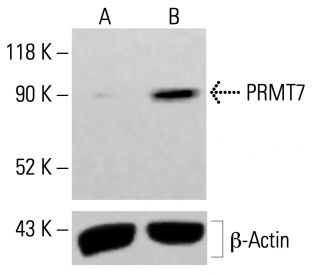 PRMT7 Antibody (D-1) - Western Blotting - Image 413814