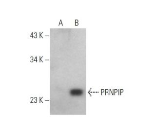 PRNPIP Antibody (F-3) - Western Blotting - Image 344288