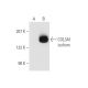 Pro-COL3A1 Antibody (B-4) - Western Blotting - Image 72463