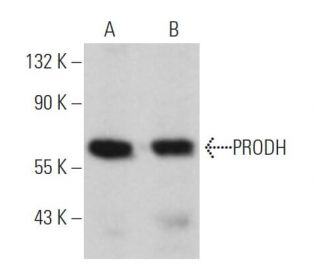 PRODH Antibody (A-11) - Western Blotting - Image 363988Each CRISPR/Cas9 Knockout (KO) Plasmid product consists of a pool of 3 plasmids designed to ensure identification and cleavage of a specific gene for maximum knockout efficiency. Each plasmid encodes a unique 20 nt sequence derived from the GeCKO (v2) library. 