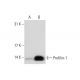 Profilin-1 Antibody (C-2) - Western Blotting - Image 72924 