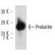 Prolactin Antibody (E-9) - Western Blotting - Image 12717