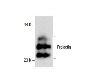 Prolactin Antibody (E-9) - Western Blotting - Image 281184 