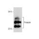 Prolactin Antibody (E-9) - Western Blotting - Image 281184 