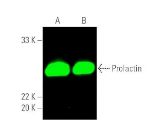 Prolactin Antibody (H-12) - Western Blotting - Image 389735 