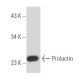 Prolactin Antibody (PRL-151) - Western Blotting - Image 15872