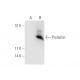 Prolactin (PRL-149L II): sc-69874. Western blot analysis of Prolactin expression... 