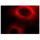 Proliferin Antibody (E-10) - Immunofluorescence - Image 142107 