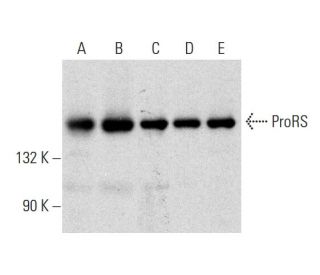 ProRS Antibody (D-12) - Western Blotting - Image 320224 