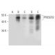 PROSER2 Antibody (E-7) - Western Blotting - Image 311971