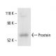 Prostein Antibody (A-5) - Western Blotting - Image 411826