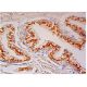 Prostein Antibody (E-5) - Immunohistochemistry - Image 302559