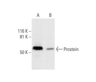 Prostein Antibody (E-5) - Western Blotting - Image 290968 
