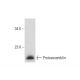 Proteassemblin Antibody (F-3) - Western Blotting - Image 133521 