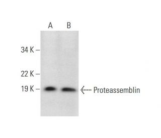 Proteassemblin Antibody (F-3) - Western Blotting - Image 292111 