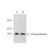 Proteassemblin Antibody (F-3) - Western Blotting - Image 292111 