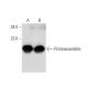 Proteassemblin Antibody (H-3) - Western Blotting - Image 133389 