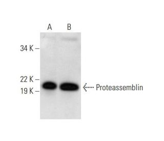Proteassemblin Antibody (H-3) - Western Blotting - Image 292110 