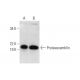 Proteassemblin Antibody (H-3) - Western Blotting - Image 292110 