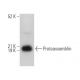 Proteassemblin Antibody (H-3) - Western Blotting - Image 365456