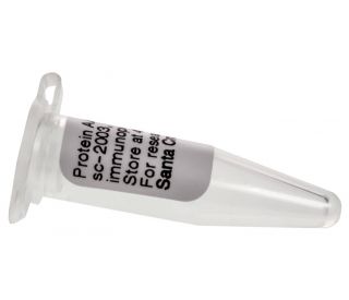 Protein A/G PLUS-Agarose: sc-2003 