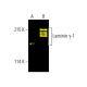 Laminin γ-1 (B-4) Alexa Fluor® 488: sc-13144 AF488. Direct fluorescent western blot analysis of Laminin γ-1 expression in