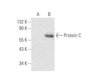 Protein C Antibody (GMA-093) - Western Blotting - Image 59429 
