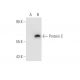 Protein C Antibody (PC50) - Western Blotting - Image 67939