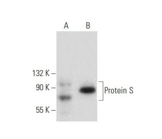 Protein S Antibody (C-5) - Western Blotting - Image 133151