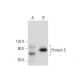 Protein S Antibody (C-5) - Western Blotting - Image 133151