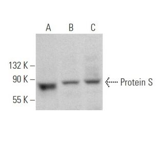 Protein S Antibody (F-10) - Western Blotting - Image 363200 
