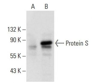 Protein S Antibody (PS7) - Western Blotting - Image 20948