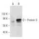 Protein S Antibody (PS7) - Western Blotting - Image 20948