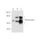 Prothrombin Antibody (28H5) - Western Blotting - Image 67949