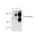 Prothrombin Antibody (AHP-5013) - Western Blotting - Image 67951