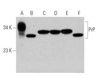 PrP Antibody (5B2) - Western Blotting - Image 368599 