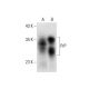 PrP Antibody (G-12) - Western Blotting - Image 304516