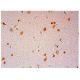 PrP Antibody (H-8) - Immunohistochemistry - Image 305580 