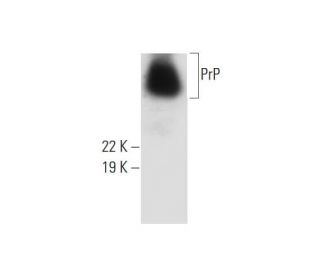 PrP Antibody (H-8) - Western Blotting - Image 292902 