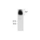 PrP Antibody (H-8) - Western Blotting - Image 292902 