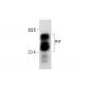 PrP Antibody (H-8) - Western Blotting - Image 304517