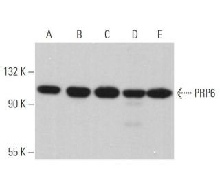 PRP6 Antibody (B-1) - Western Blotting - Image 367224 