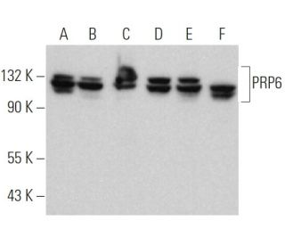 PRP6 Antibody (D-3) - Western Blotting - Image 374914 