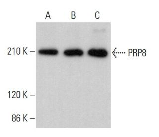 PRP8 Antibody (E-5) - Western Blotting - Image 382196 