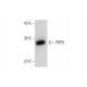 PRPK Antibody (B-7) - Western Blotting - Image 324737