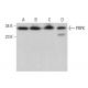 PRPK Antibody (G-10) - Western Blotting - Image 378150 
