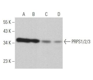 PRPS1/2/3 Antibody (A-11) - Western Blotting - Image 364511 