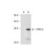 PRR18 Antibody (G-6) - Western Blotting - Image 305857