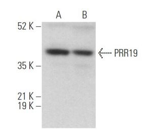 PRR19 Antibody (G-1) - Western Blotting - Image 373205 